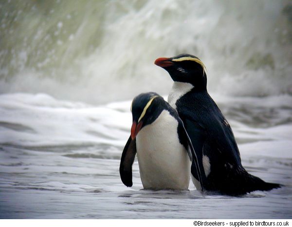 峽灣企鵝 Eudyptes pachyrhynchus2.jpg