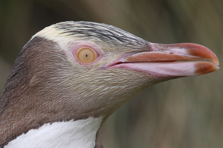 黃眼企鵝 Megadyptes antipodes2.jpg