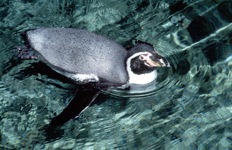 漢波德企鵝（洪氏環企鵝） Spheniscus humboldti.jpg