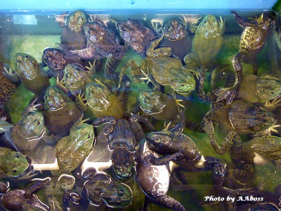 frog.jpg