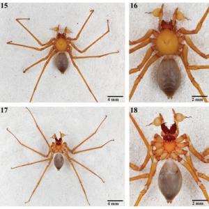 ZooKeys-spiders cropped.jpg