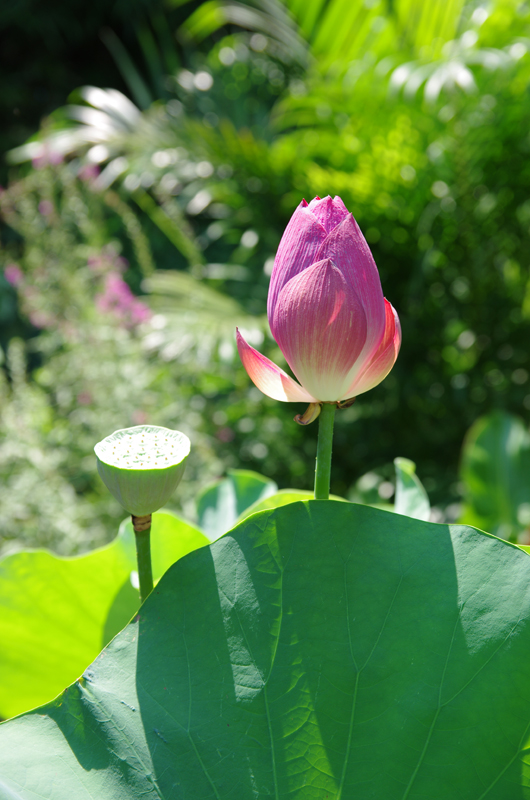 IMGP1085.JPG