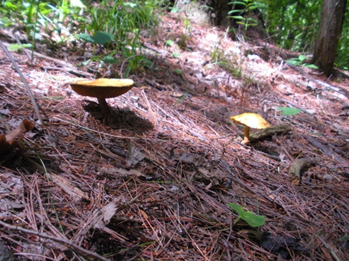 DSCN9231.JPG