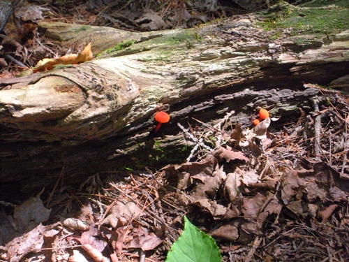 DSCN9234.JPG
