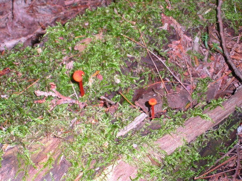 DSCN9236.JPG