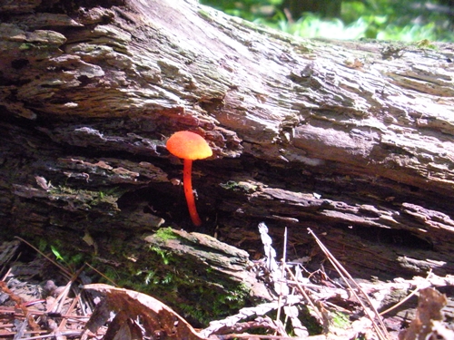 bright red color
