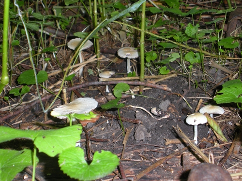 DSCN9241.JPG
