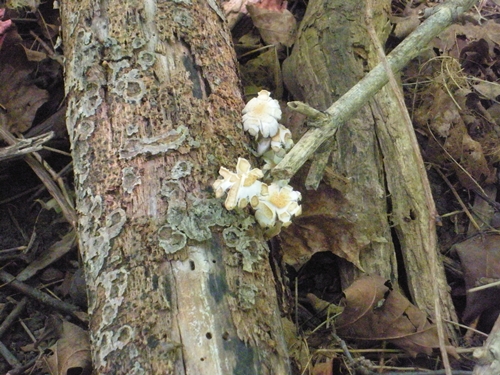 DSCN9242.JPG