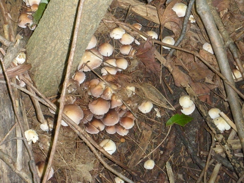 DSCN9246.JPG