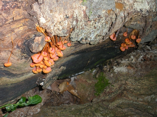DSCN9255.JPG