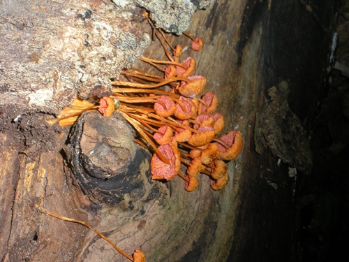 DSCN9256.JPG