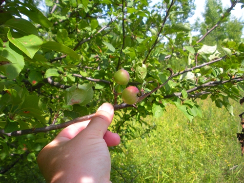 small apples
