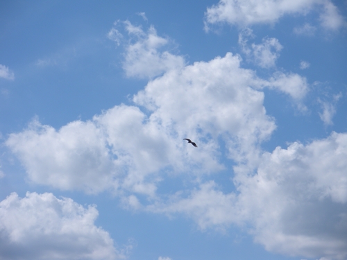 a hawk flying in the sky