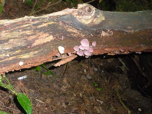DSCN9275.JPG