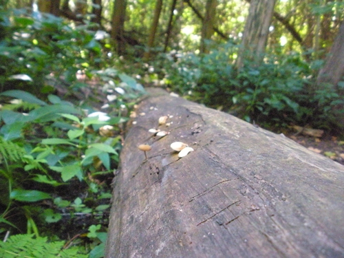 DSCN9283.JPG