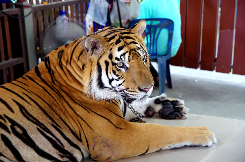 IMGP2230.JPG
