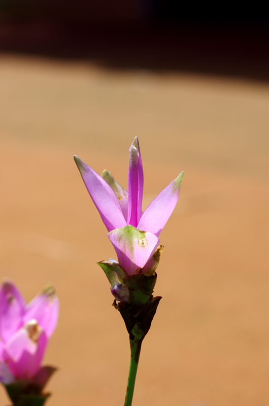IMGP2530.JPG