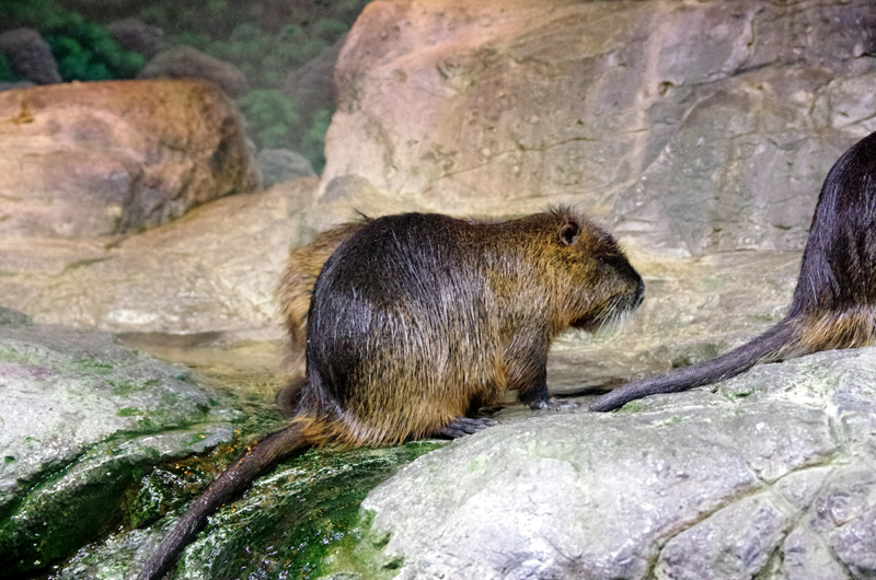 IMGP2671.JPG