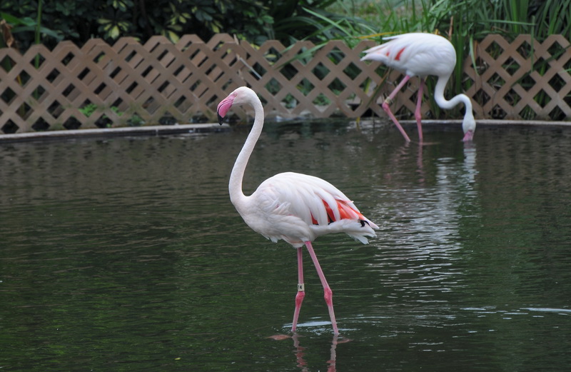 DSC_2937.jpg