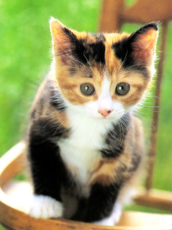 km_neko_278.jpg
