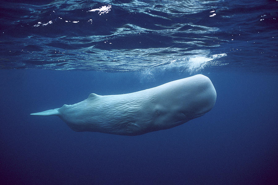 2-sperm-whale-physeter-macrocephalus-hiroya-minakuchi.jpg