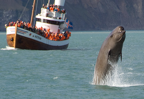 Bottlenose Whale.jpg