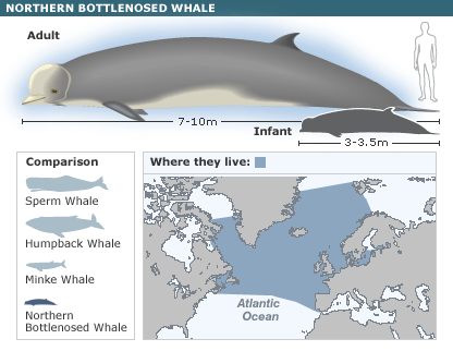 Bottlenose Whale2.gif