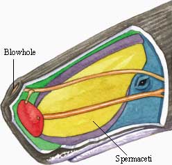 Spermaceti.jpg