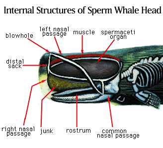 spermaceti.gif