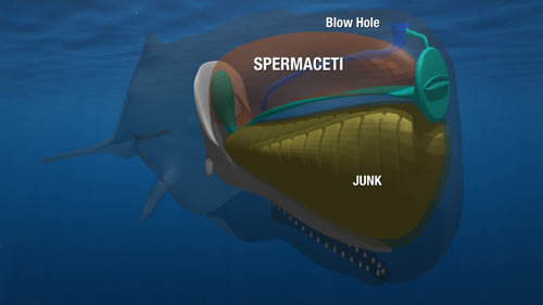 Spermaceti3.jpg
