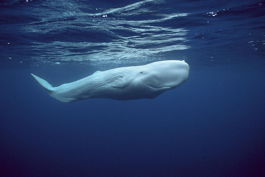 白鯨.jpg