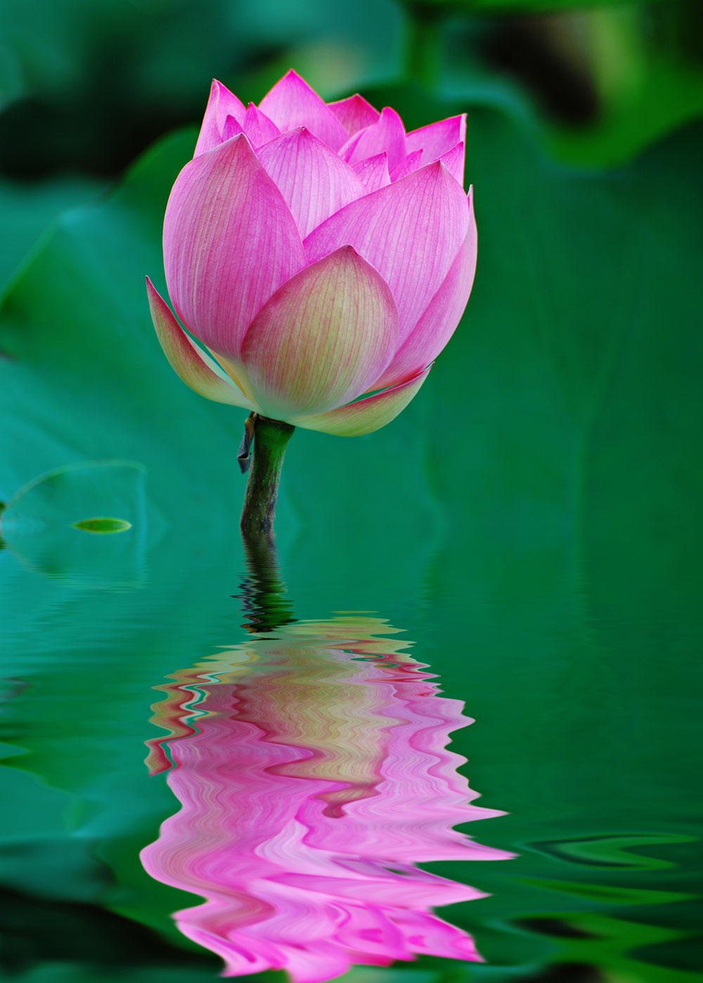 lotus-plus-reflecton.jpg