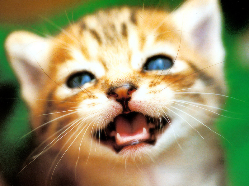 km_neko_275.jpg