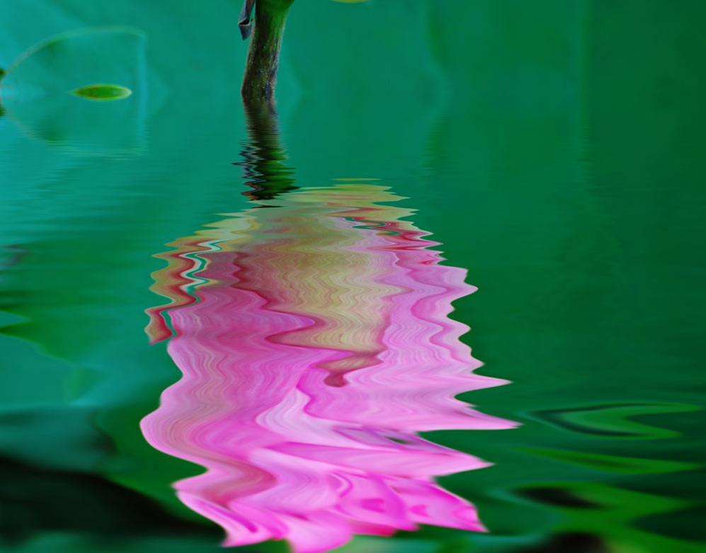 WaterLotus.jpg