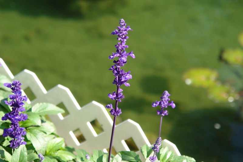 DSC00294.jpg