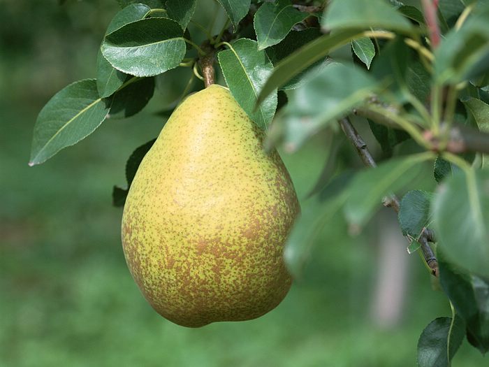 fruit_pear_wallpaper_DU104.JPG