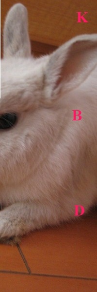 K.jpg