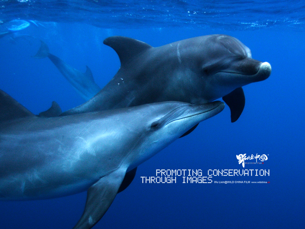 瓶鼻海豚.jpg