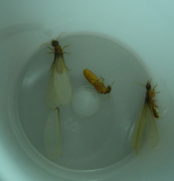 575px-Termite_alates_0512.jpg