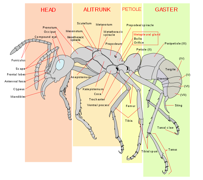 676px-Scheme_ant_worker_anatomy-en_svg.png