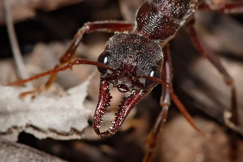 800px-Bullant_head_detail.jpg