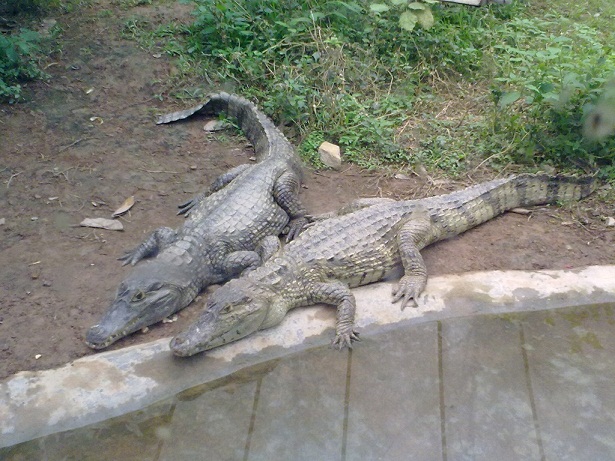 20100313261.jpg