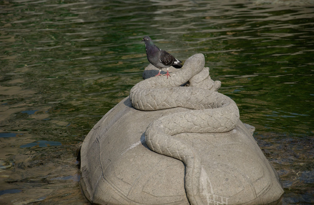 lonelypigeon.jpg