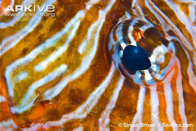 Close-up-of-common-lionfish-eye.jpg