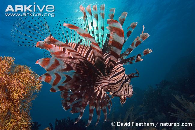 Common-lionfish.jpg