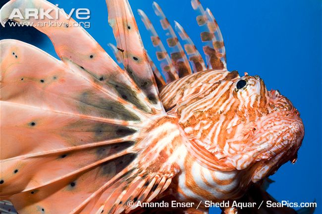 Common-lionfish-.jpg