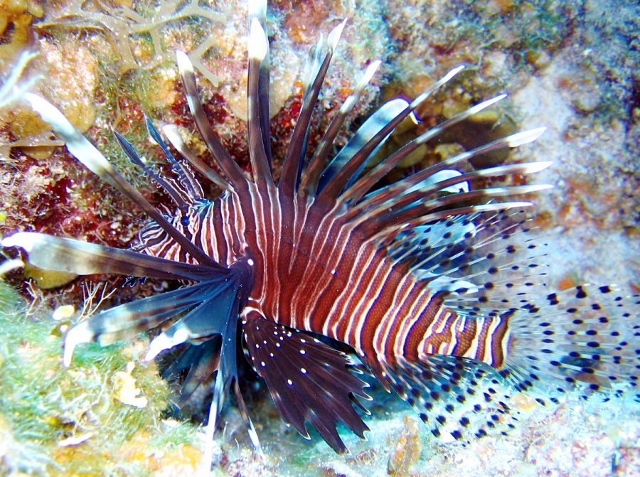 commonlionfish4.jpg