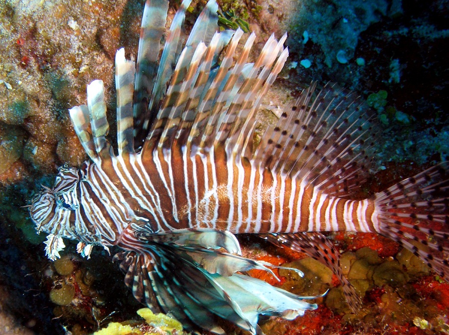 commonlionfish5.jpg