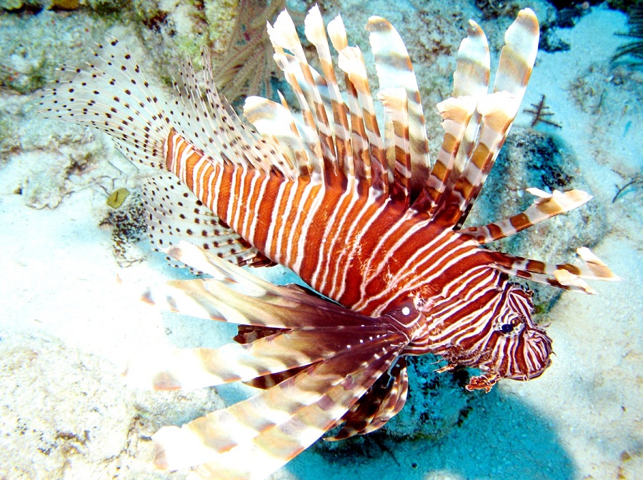commonlionfish6.jpg