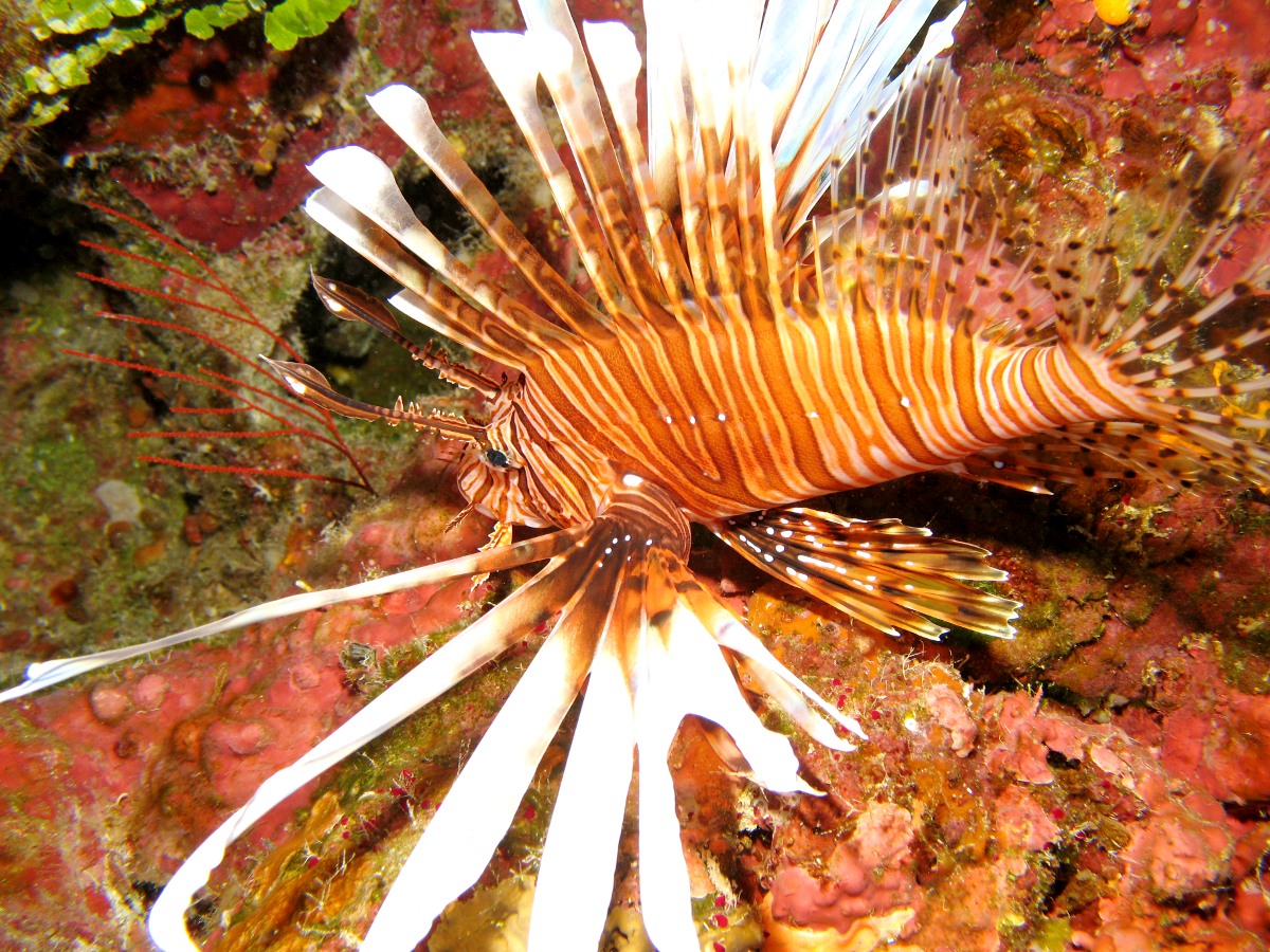commonlionfish7.jpg